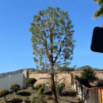 Citrus Bloom Landscape team trimming tree branches to maintain safety and health.