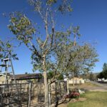 Citrus Bloom Landscape team trimming tree branches to maintain safety and health.