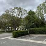 Citrus Bloom Landscape professionals carefully pruning a large tree in a residential yard.