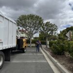 Citrus Bloom Landscape professionals trimming overgrown branches to maintain a healthy tree.