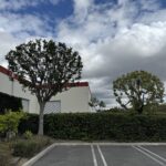 Citrus Bloom Landscape crew carefully pruning a tree to remove dead branches and improve its shape.