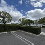 Citrus Bloom Landscape professionals removing overgrown branches from a large tree.