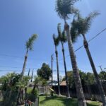 Citrus Bloom Landscape crew carefully pruning tree branches to promote healthy growth.