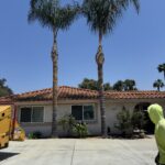 Citrus Bloom Landscape professionals removing overgrown branches from a mature tree.