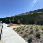 Citrus Bloom Landscape crew carefully pruning shrubs and trees to improve health and shape.