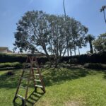 Citrus Bloom Landscape team pruning branches from a large tree to improve health and safety.