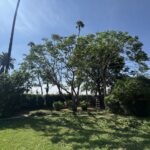 Citrus Bloom Landscape professionals trimming a tree to remove dead branches and shape it.