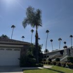 Citrus Bloom Landscape team removing excess branches from a large tree to improve shape and safety.