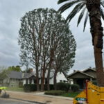 Citrus Bloom Landscape team trimming tree branches to maintain safety and promote healthy growth.