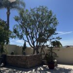 Citrus Bloom Landscape professionals pruning a tree to remove dead branches and improve shape.