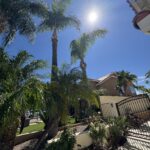 Citrus Bloom Landscape professionals trimming overgrown tree branches to improve appearance and safety.