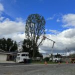Citrus Bloom Landscape team pruning tree branches to maintain healthy growth and shape.
