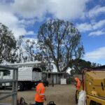 Citrus Bloom Landscape crew carefully trimming branches to promote tree health and safety.