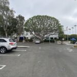 Citrus Bloom Landscape professionals pruning tree branches to improve shape and safety.