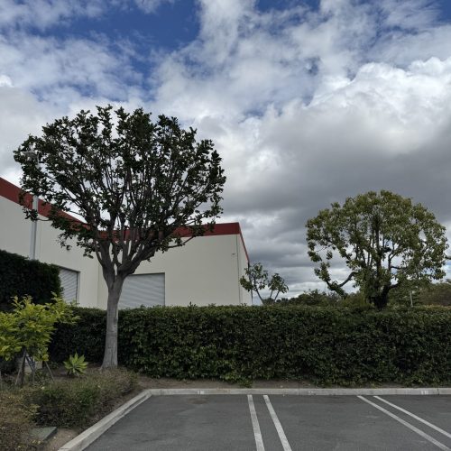Citrus Bloom Landscape crew carefully pruning a tree to remove dead branches and improve its shape.
